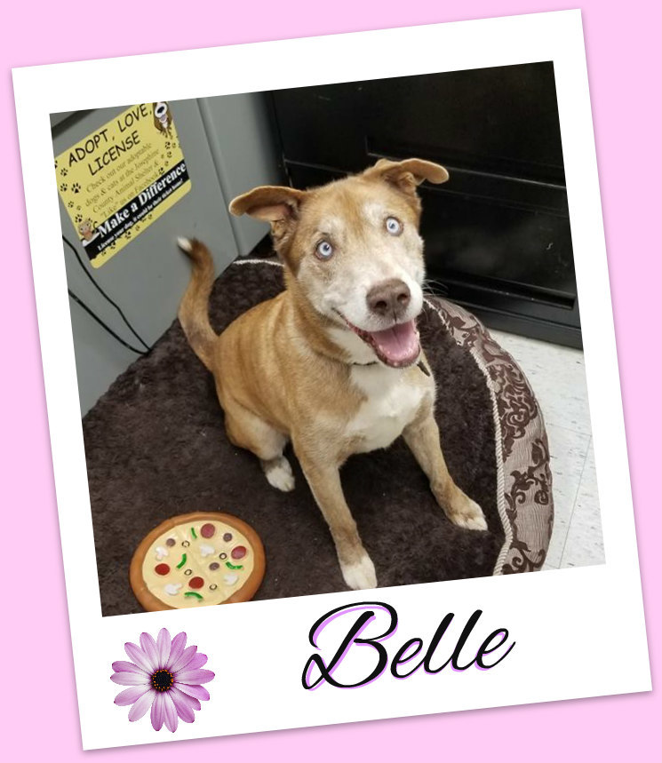 Belle, an adoptable Husky in Grants Pass, OR, 97528 | Photo Image 1
