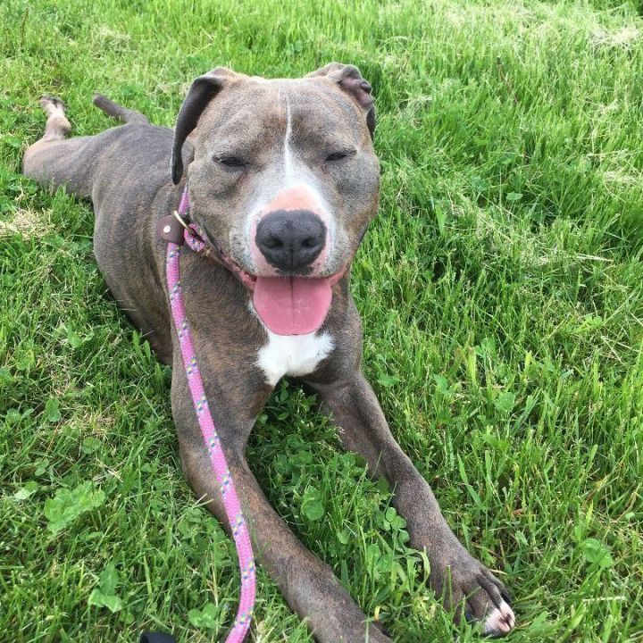 Stone, an adoptable Terrier Mix in Lake Odessa, MI