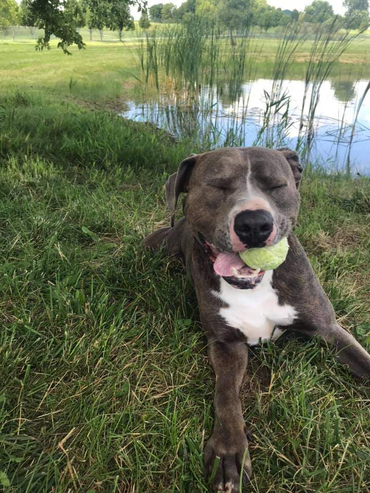 Stone, an adoptable Terrier Mix in Lake Odessa, MI