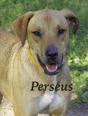 Perseus, an adoptable Labrador Retriever, Shepherd in Mission, TX, 78574 | Photo Image 1