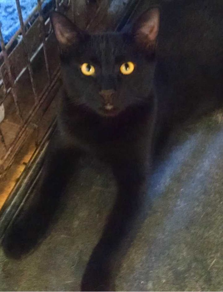 Spooky, an adoptable Domestic Short Hair Mix in Mission, TX_image-2