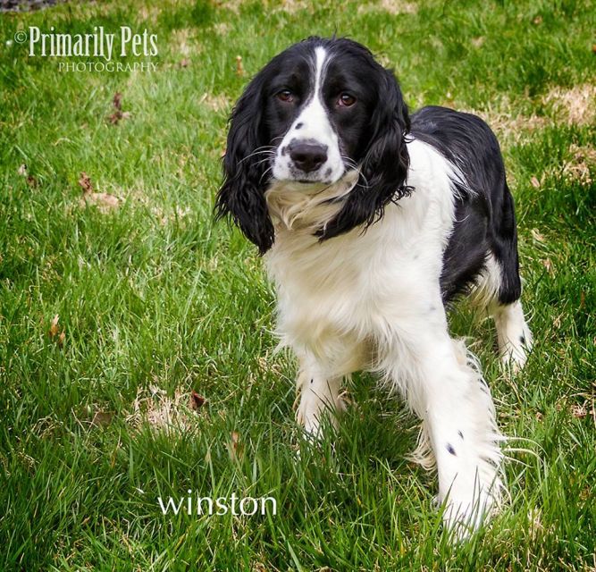 Winston~Adopted!!