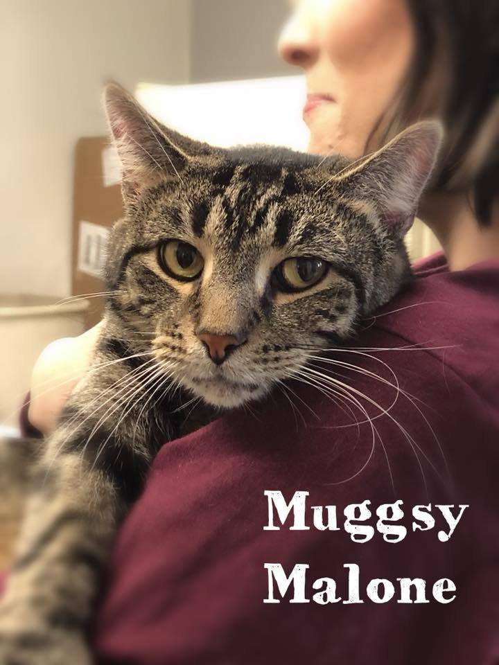 Muggsy, an adoptable Domestic Short Hair in Mansfield, OH, 44906 | Photo Image 2