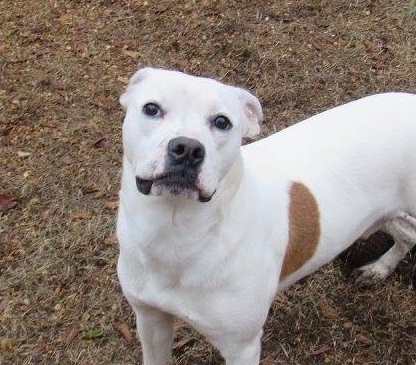 Mickey, an adoptable American Staffordshire Terrier, Terrier in Columbus, MS, 39702 | Photo Image 2