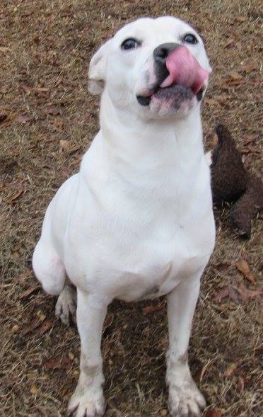 Mickey, an adoptable American Staffordshire Terrier, Terrier in Columbus, MS, 39702 | Photo Image 3