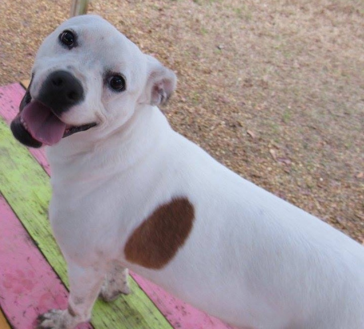 Mickey, an adoptable American Staffordshire Terrier, Terrier in Columbus, MS, 39702 | Photo Image 4