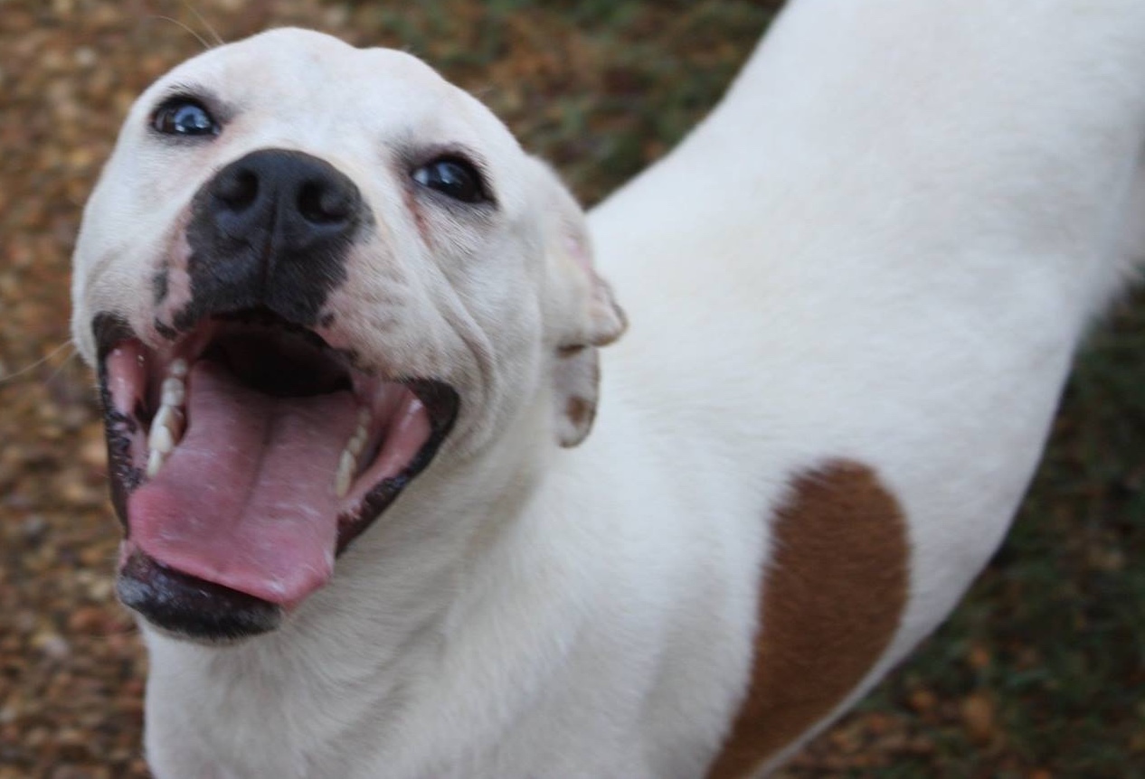 Mickey, an adoptable American Staffordshire Terrier, Terrier in Columbus, MS, 39702 | Photo Image 5