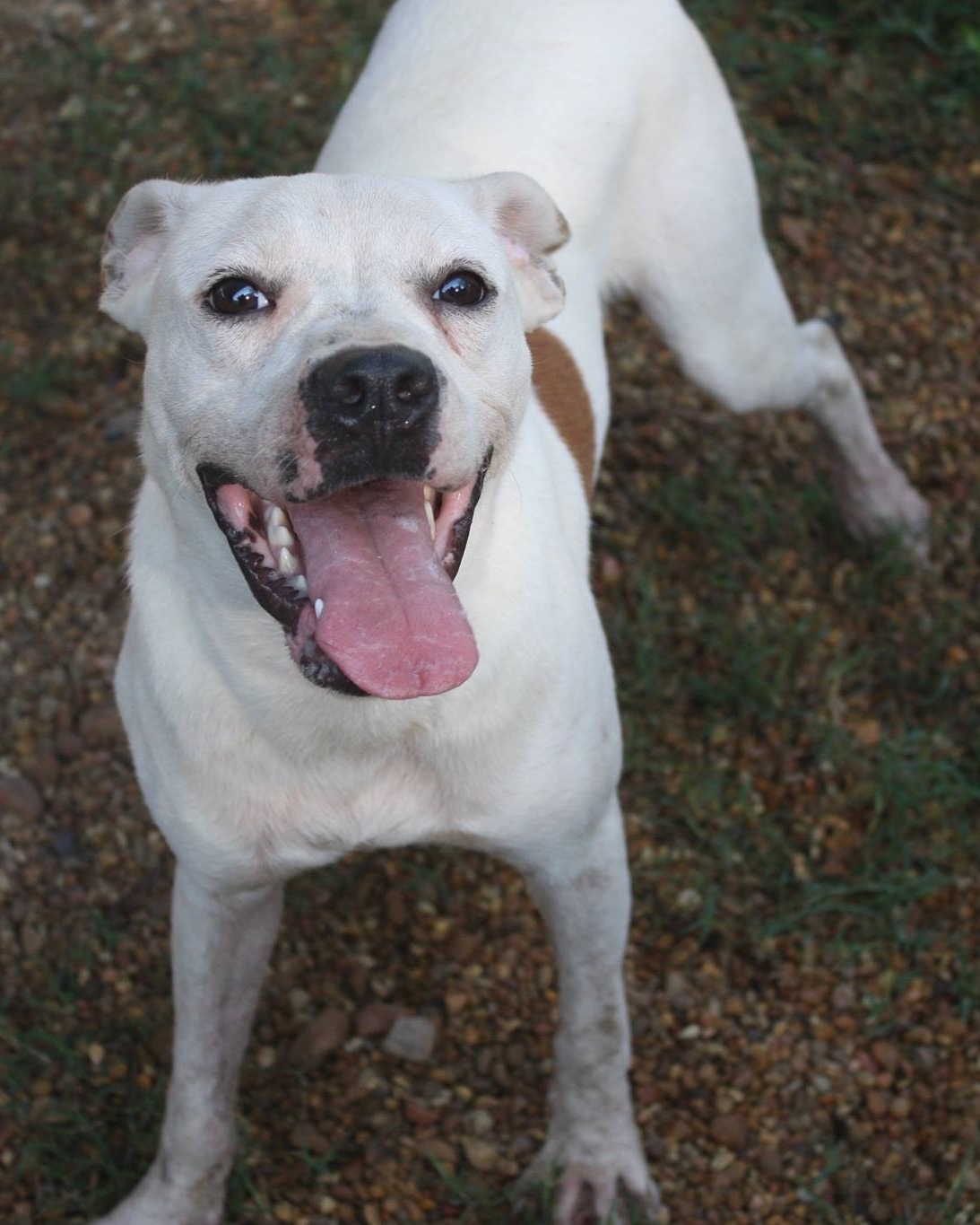Mickey, an adoptable American Staffordshire Terrier, Terrier in Columbus, MS, 39702 | Photo Image 1