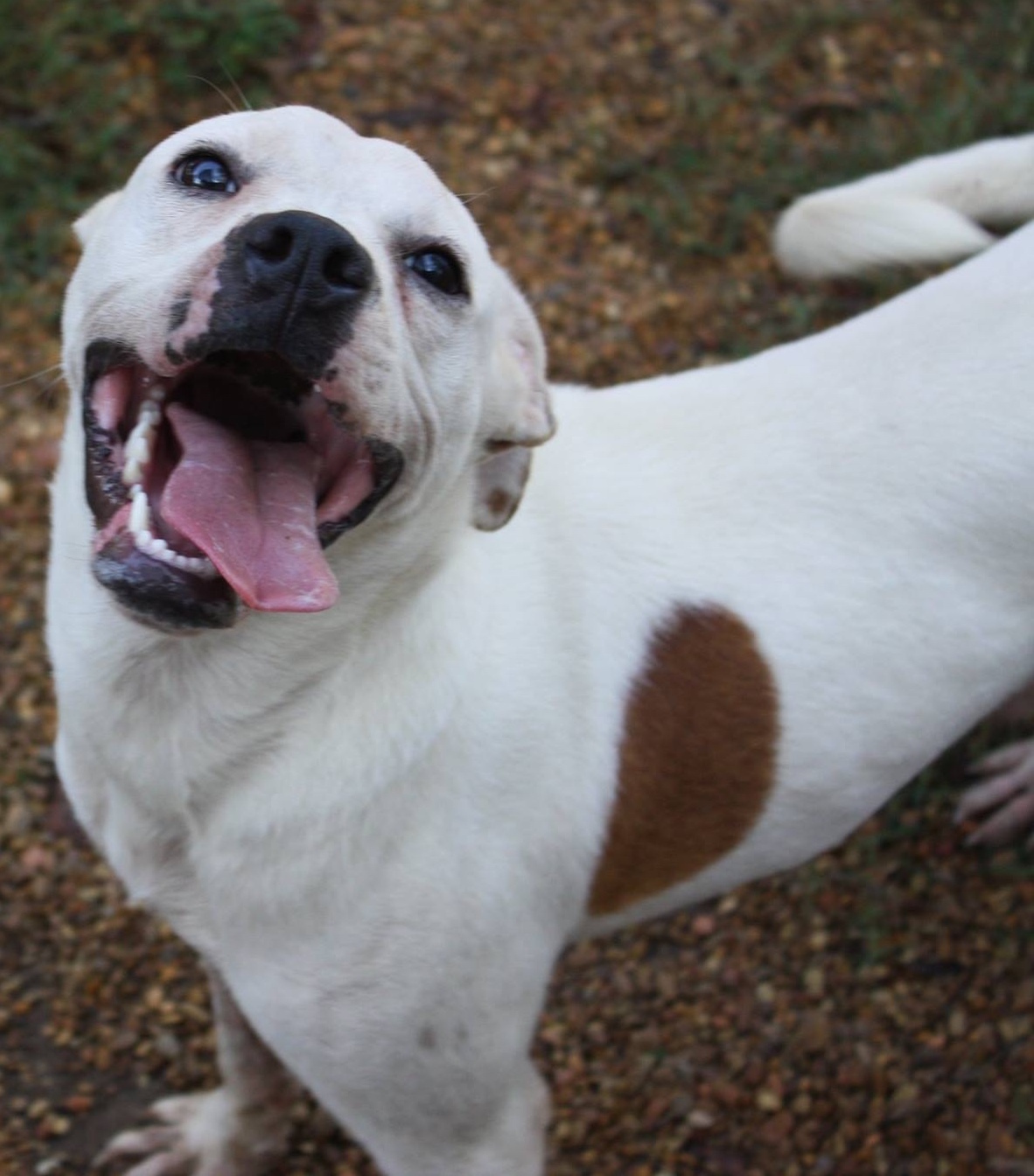 Mickey, an adoptable American Staffordshire Terrier, Terrier in Columbus, MS, 39702 | Photo Image 6