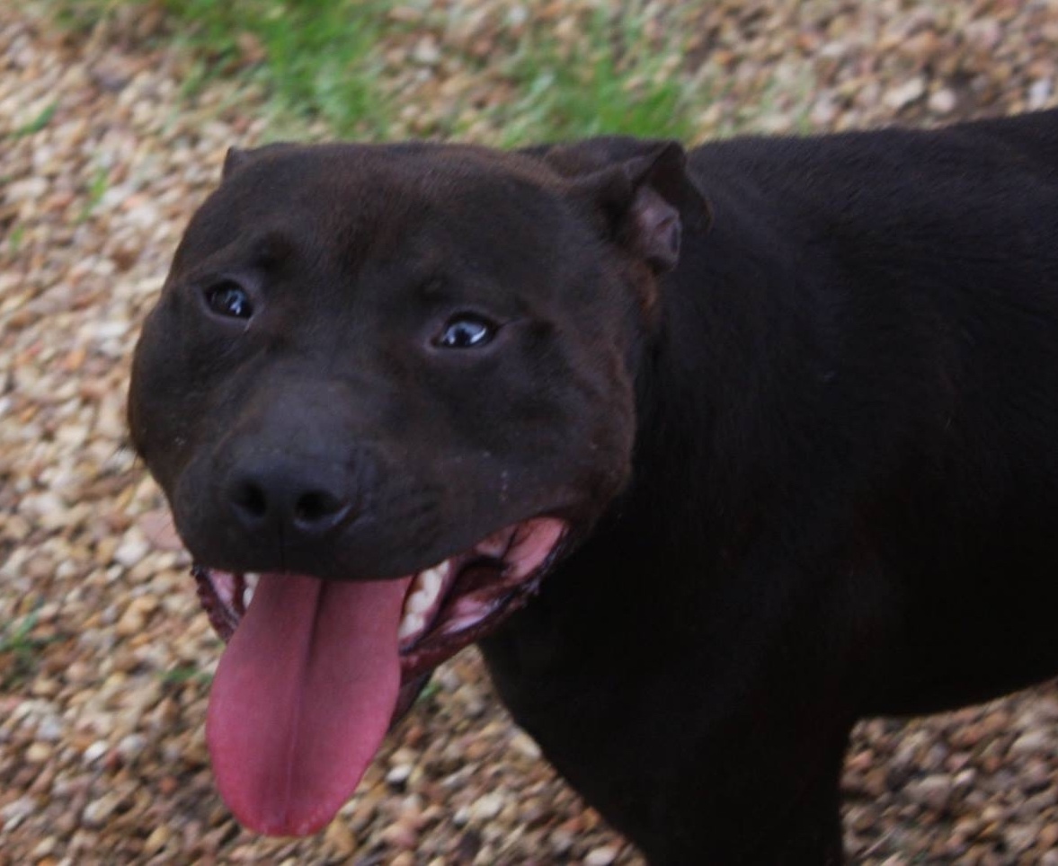 Nico, an adoptable Pit Bull Terrier in Columbus, MS, 39702 | Photo Image 1