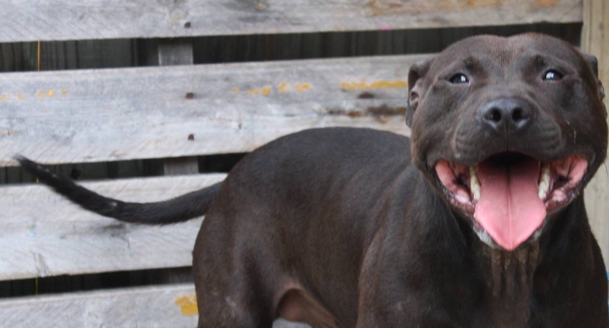 Nico, an adoptable Pit Bull Terrier in Columbus, MS, 39702 | Photo Image 2