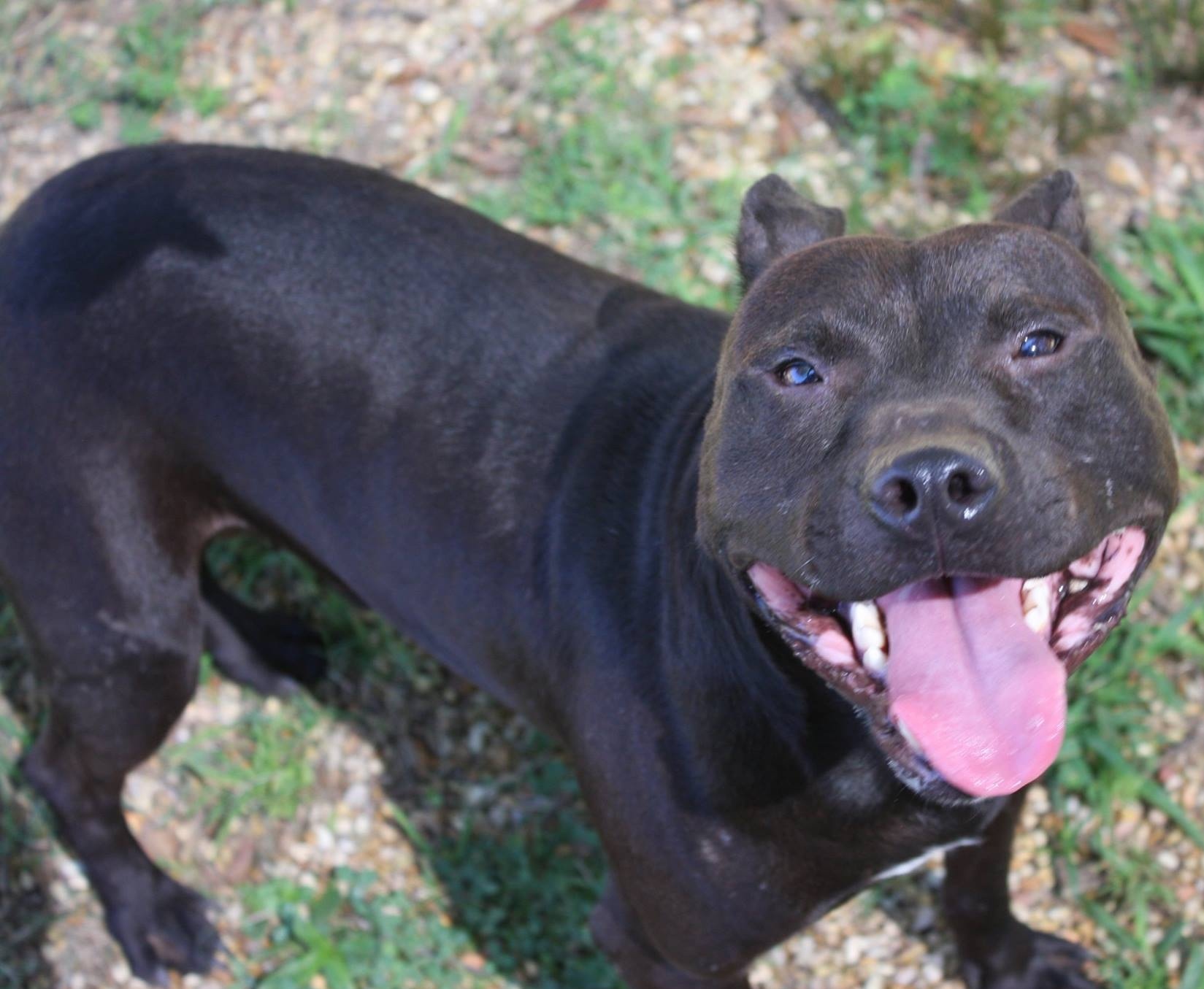 Nico, an adoptable Pit Bull Terrier in Columbus, MS, 39702 | Photo Image 4