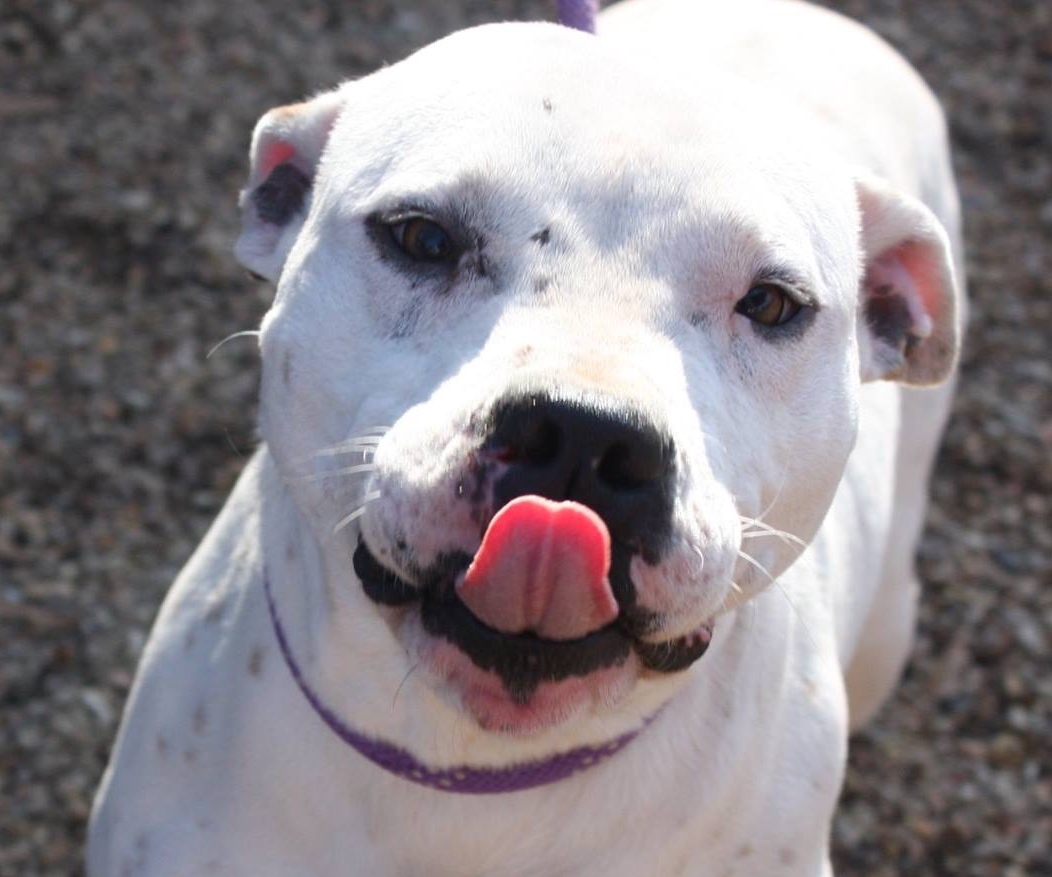 Reese, an adoptable American Staffordshire Terrier, Pit Bull Terrier in Columbus, MS, 39702 | Photo Image 1