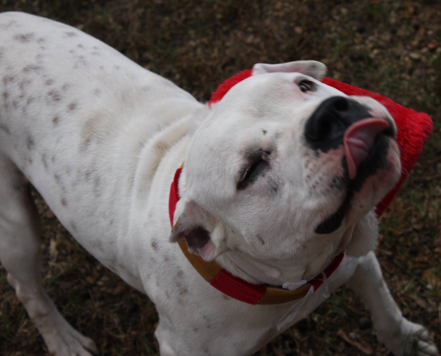 Reese, an adoptable American Staffordshire Terrier, Pit Bull Terrier in Columbus, MS, 39702 | Photo Image 2