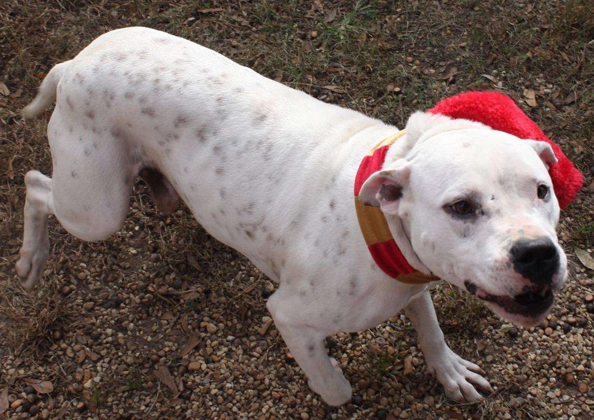 Reese, an adoptable American Staffordshire Terrier, Pit Bull Terrier in Columbus, MS, 39702 | Photo Image 3