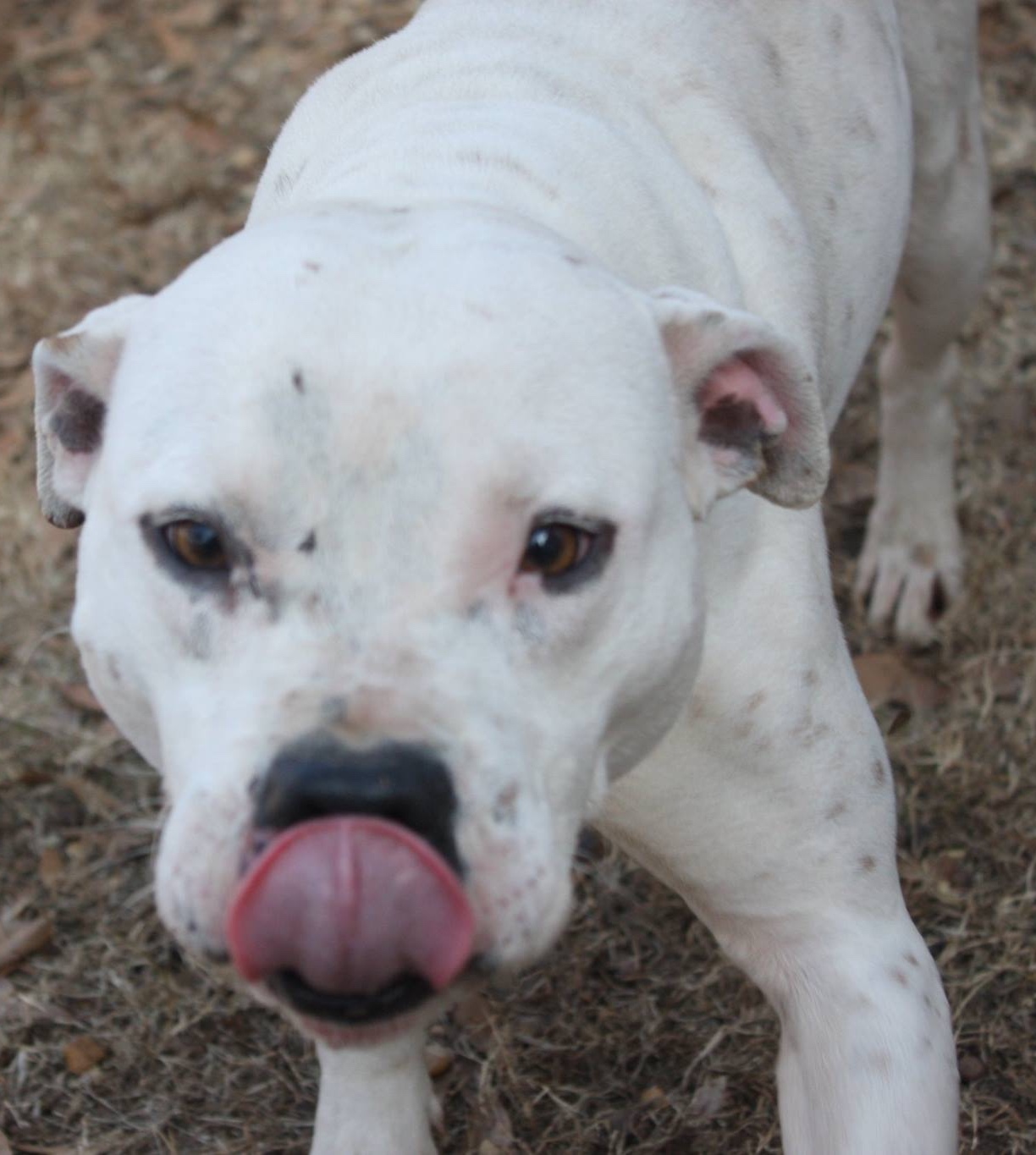 Reese, an adoptable American Staffordshire Terrier, Pit Bull Terrier in Columbus, MS, 39702 | Photo Image 4