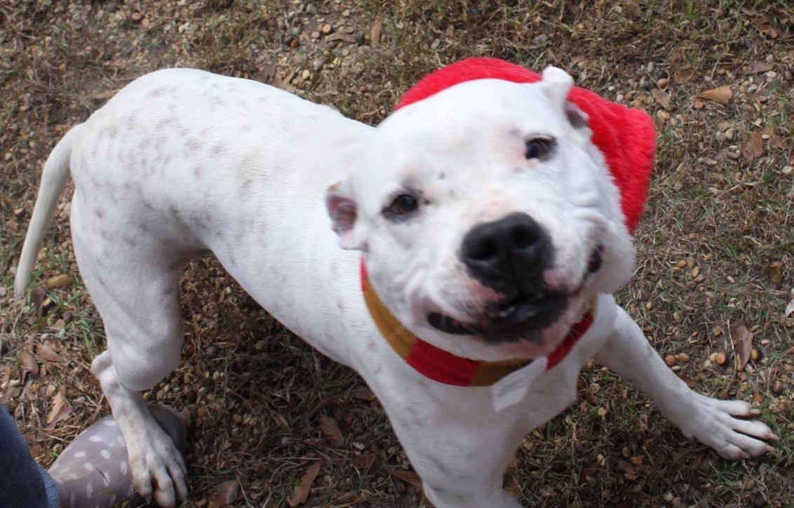 Reese, an adoptable American Staffordshire Terrier, Pit Bull Terrier in Columbus, MS, 39702 | Photo Image 6