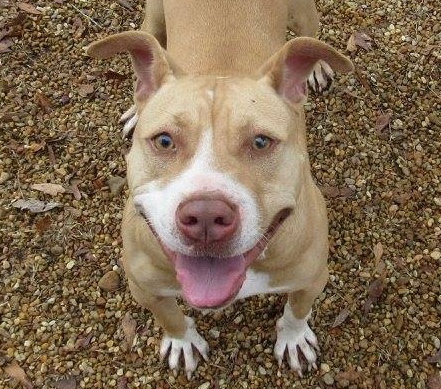 Scarlet, an adoptable Pit Bull Terrier in Columbus, MS, 39702 | Photo Image 1