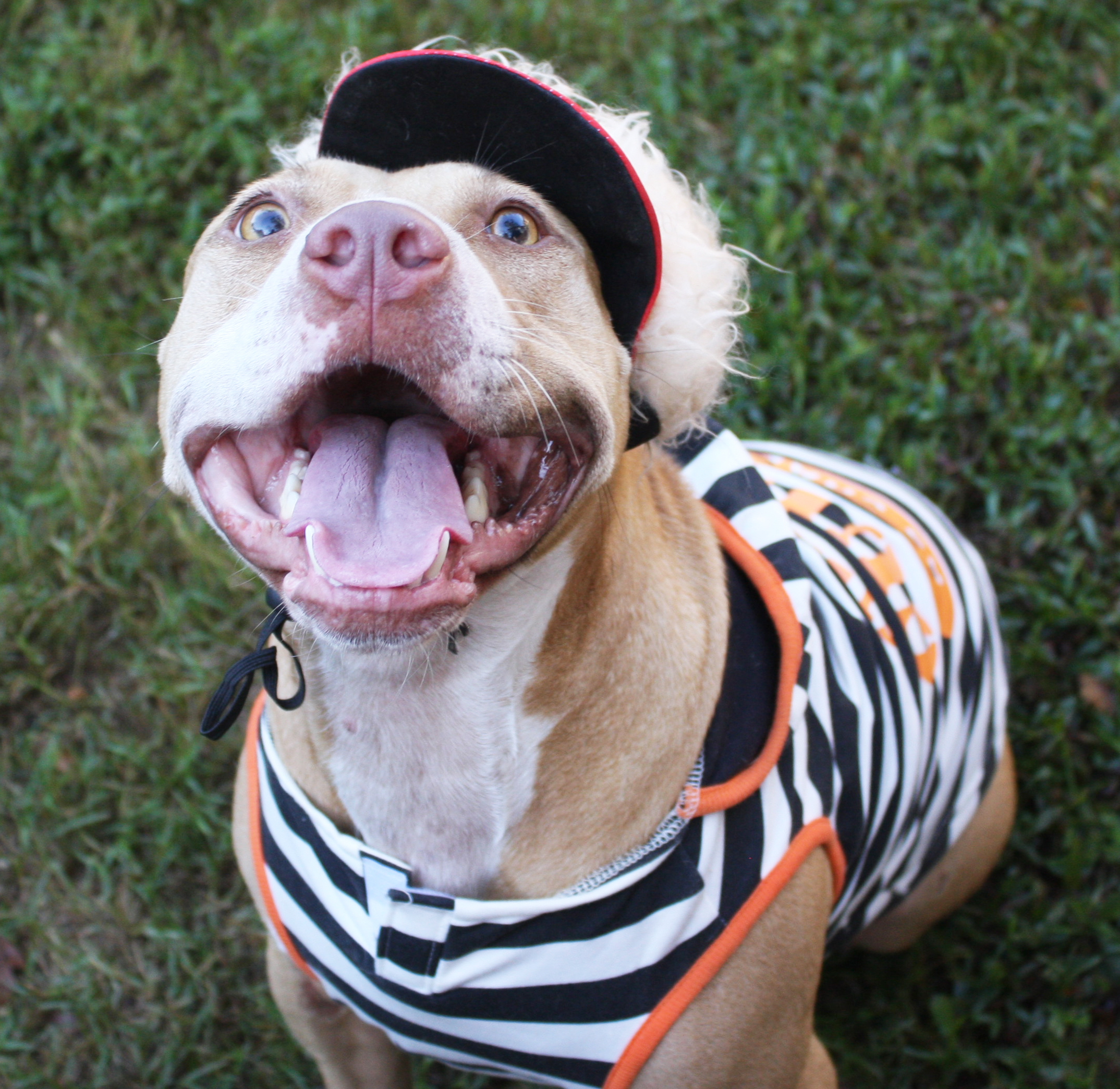 Scarlet, an adoptable Pit Bull Terrier in Columbus, MS, 39702 | Photo Image 2