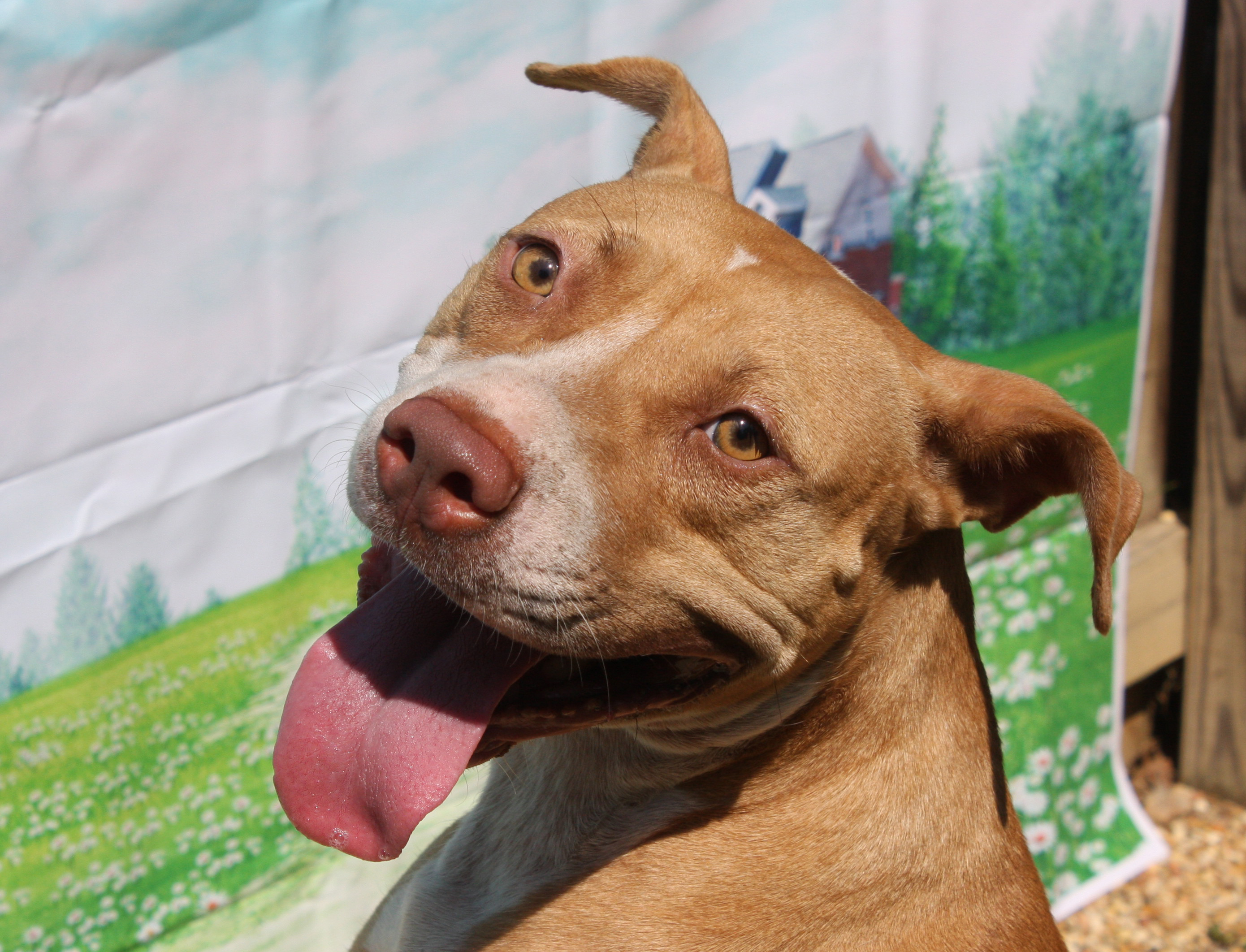 Scarlet, an adoptable Pit Bull Terrier in Columbus, MS, 39702 | Photo Image 3