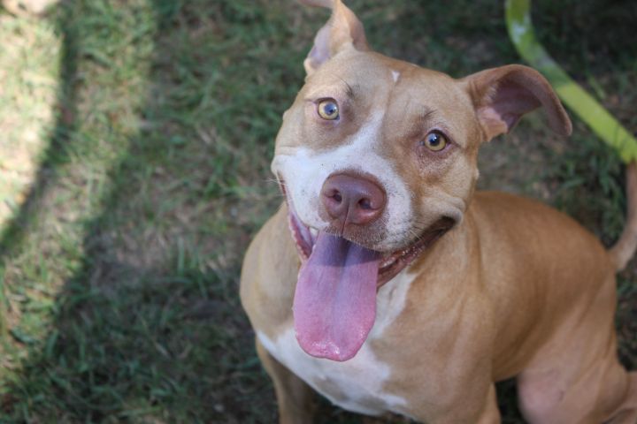 Dog for adoption - Scarlet, a Pit Bull Terrier Mix in Columbus, MS ...