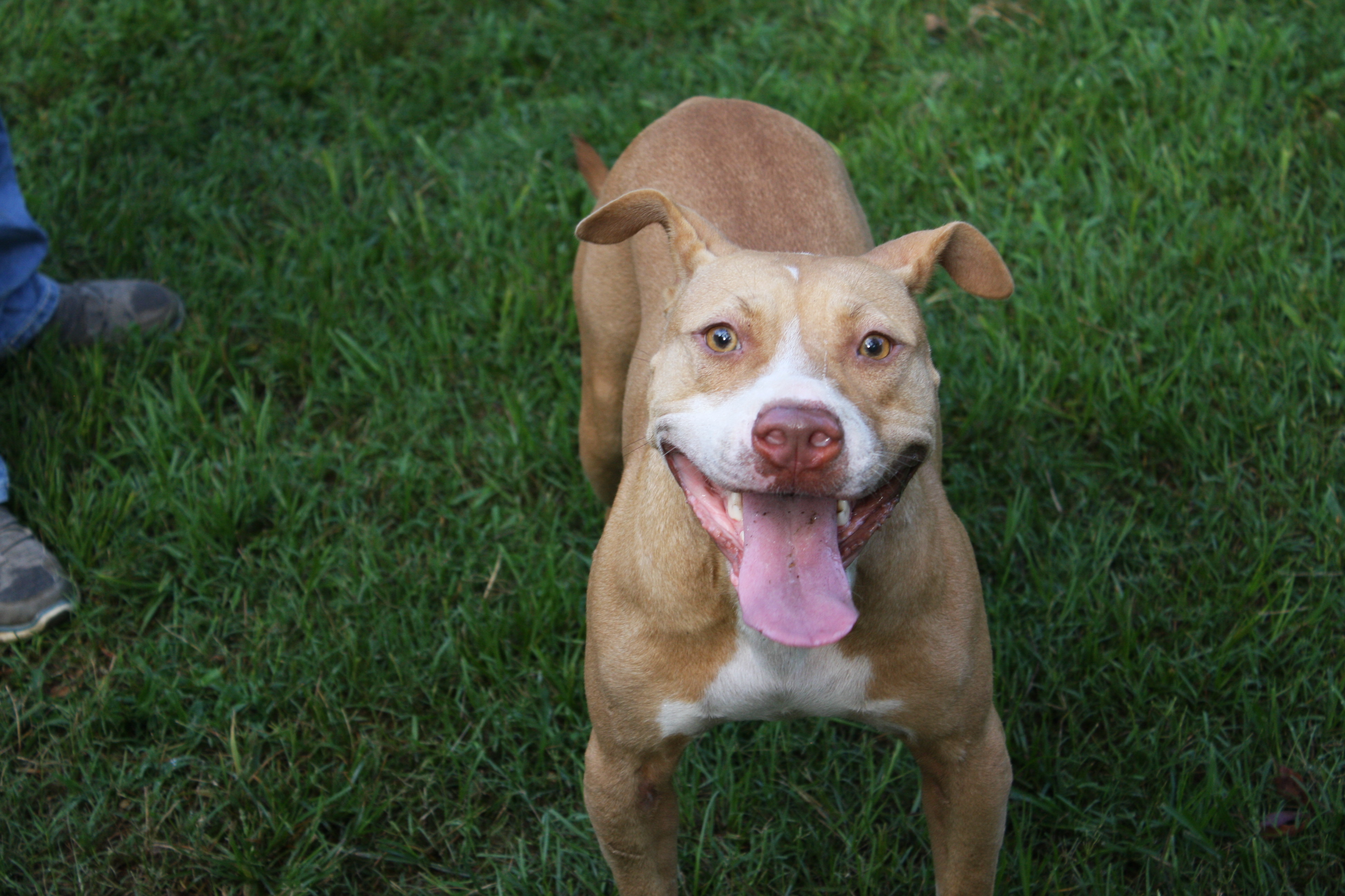 Scarlet, an adoptable Pit Bull Terrier in Columbus, MS, 39702 | Photo Image 5