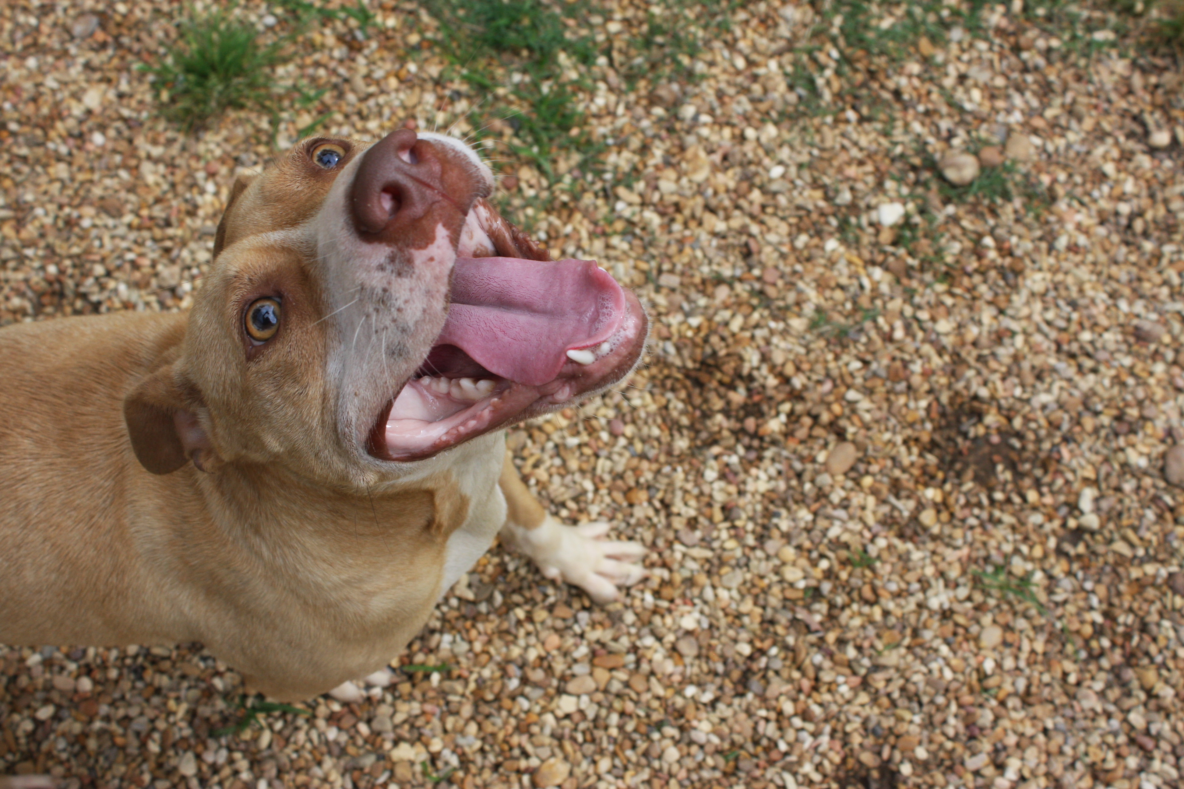Scarlet, an adoptable Pit Bull Terrier in Columbus, MS, 39702 | Photo Image 6