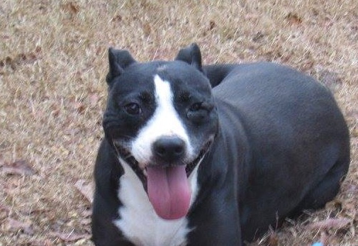 Cici, an adoptable Pit Bull Terrier, Terrier in Columbus, MS, 39702 | Photo Image 2