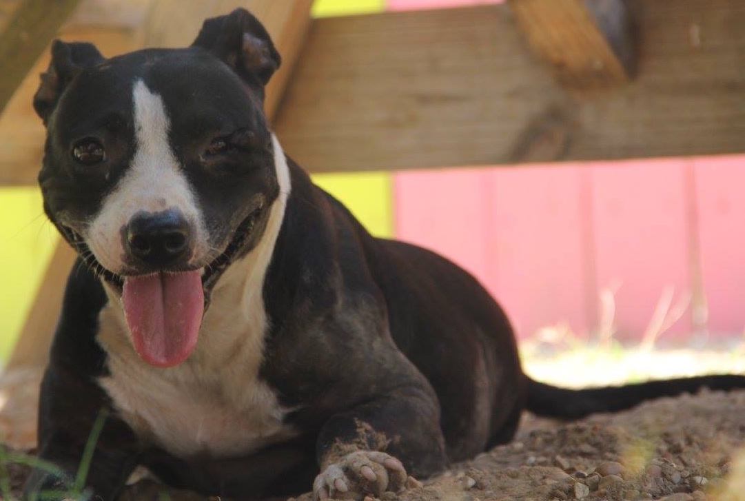 Cici, an adoptable Pit Bull Terrier, Terrier in Columbus, MS, 39702 | Photo Image 1