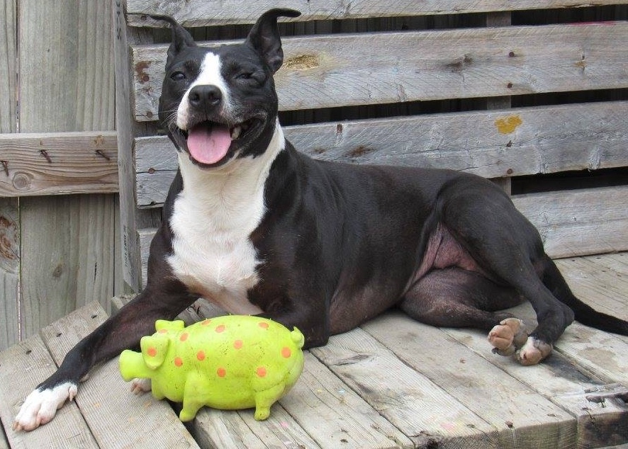 Cici, an adoptable Pit Bull Terrier, Terrier in Columbus, MS, 39702 | Photo Image 3