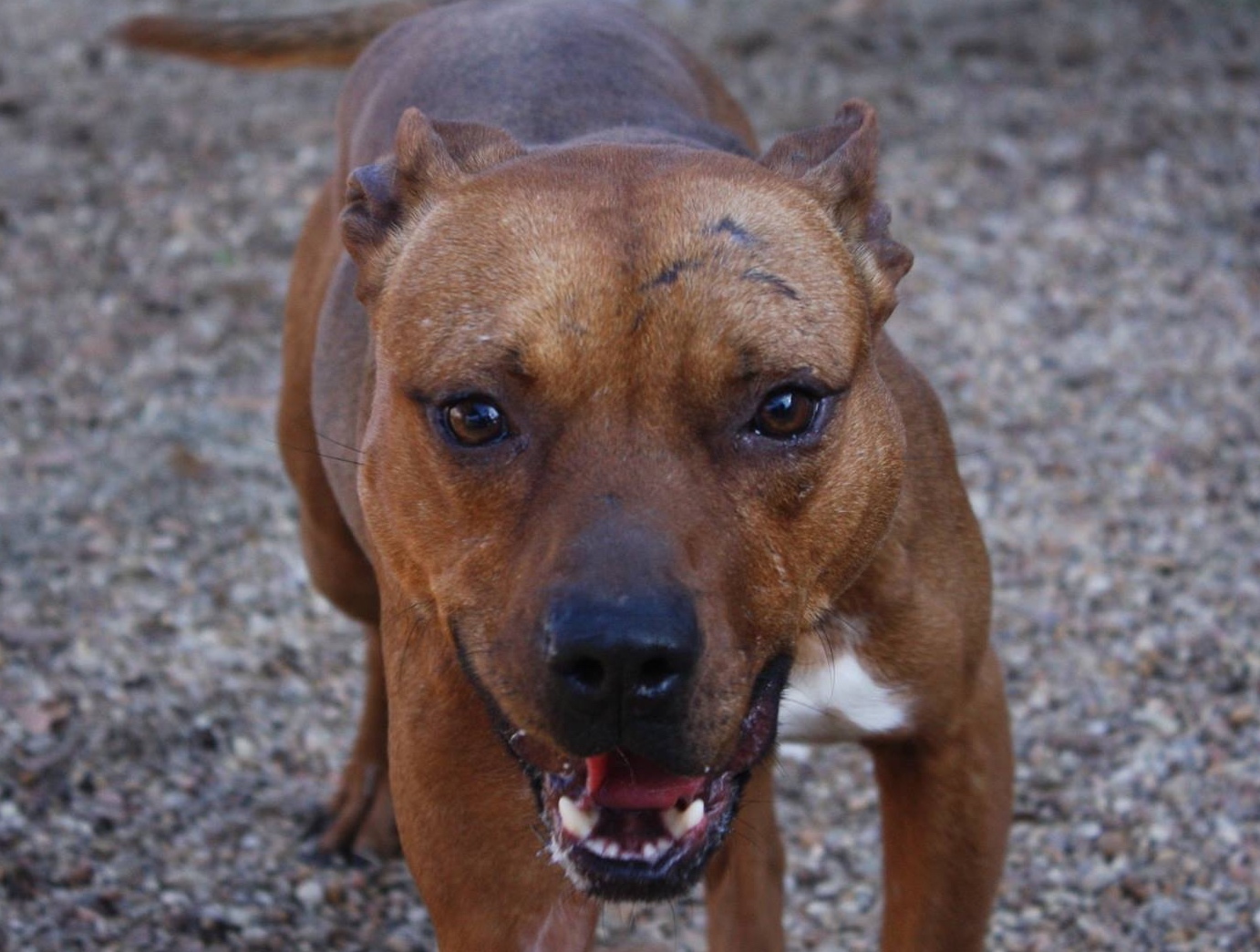 Luigi, an adoptable Pit Bull Terrier in Columbus, MS, 39702 | Photo Image 1
