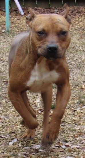 Luigi, an adoptable Pit Bull Terrier in Columbus, MS, 39702 | Photo Image 2