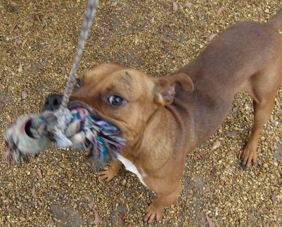 Luigi, an adoptable Pit Bull Terrier in Columbus, MS, 39702 | Photo Image 3