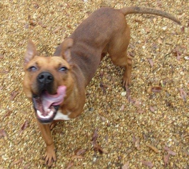 Luigi, an adoptable Pit Bull Terrier in Columbus, MS, 39702 | Photo Image 4