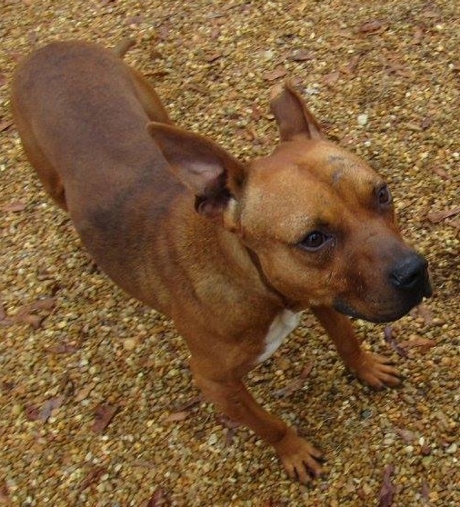 Luigi, an adoptable Pit Bull Terrier in Columbus, MS, 39702 | Photo Image 5