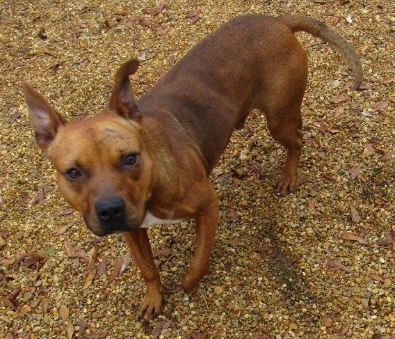 Luigi, an adoptable Pit Bull Terrier in Columbus, MS, 39702 | Photo Image 6