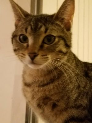 Cindy, Adult Female unknown