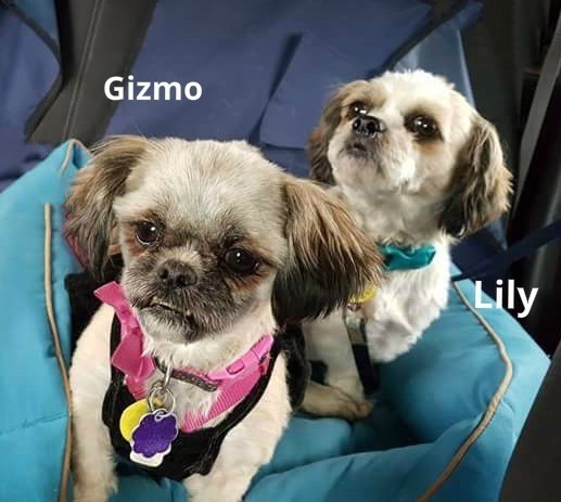 Lily and Gizmo (must be adopted together) 4