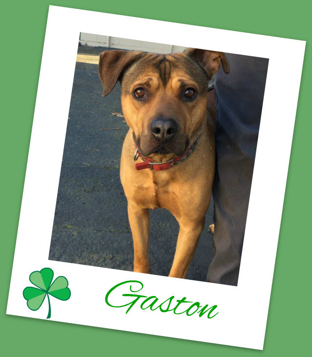 Gaston, an adoptable Pit Bull Terrier, German Shepherd Dog in Grants Pass, OR, 97528 | Photo Image 1