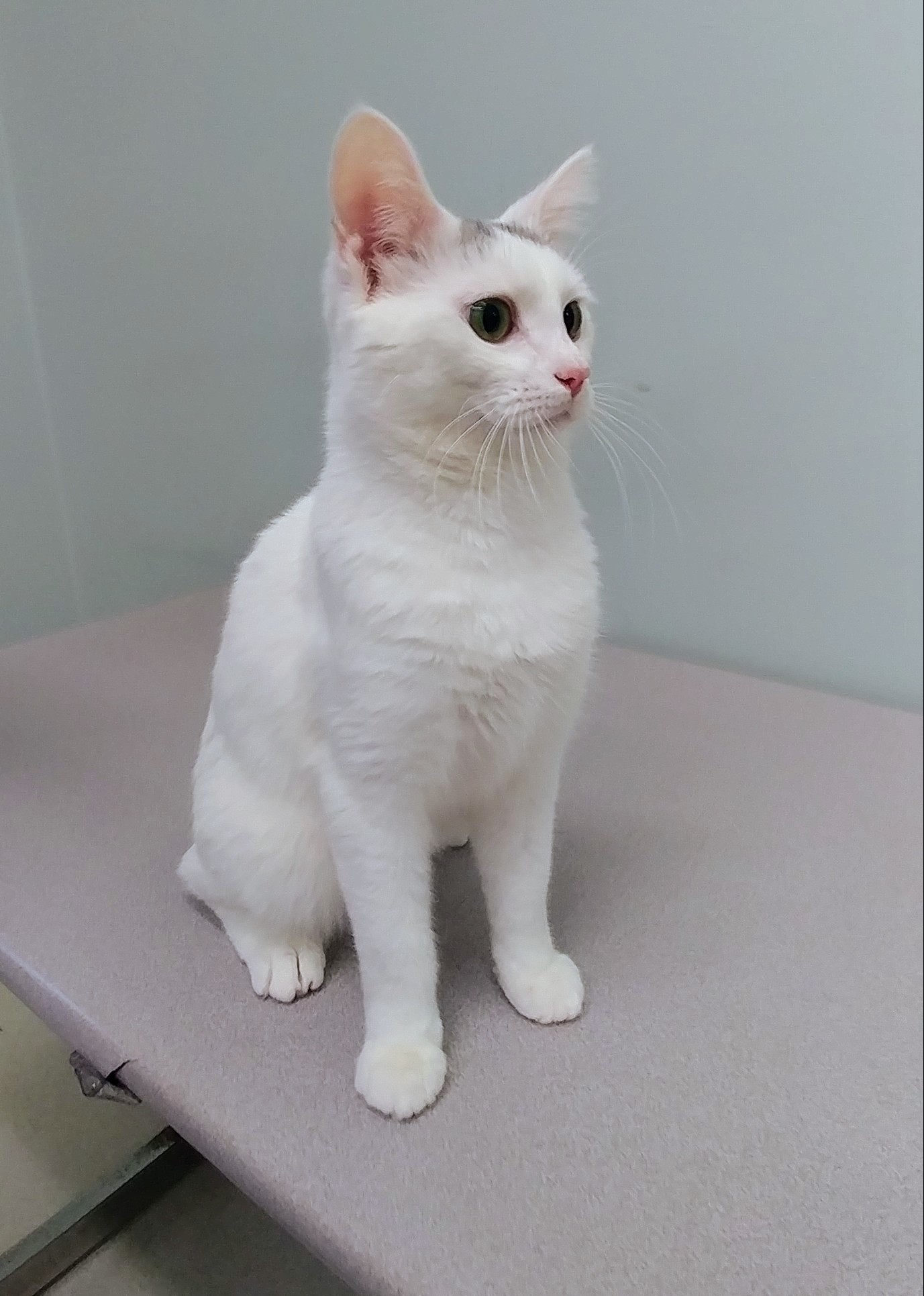 Nathaniel, an adoptable Domestic Short Hair in Mount Vernon, OH, 43050 | Photo Image 2