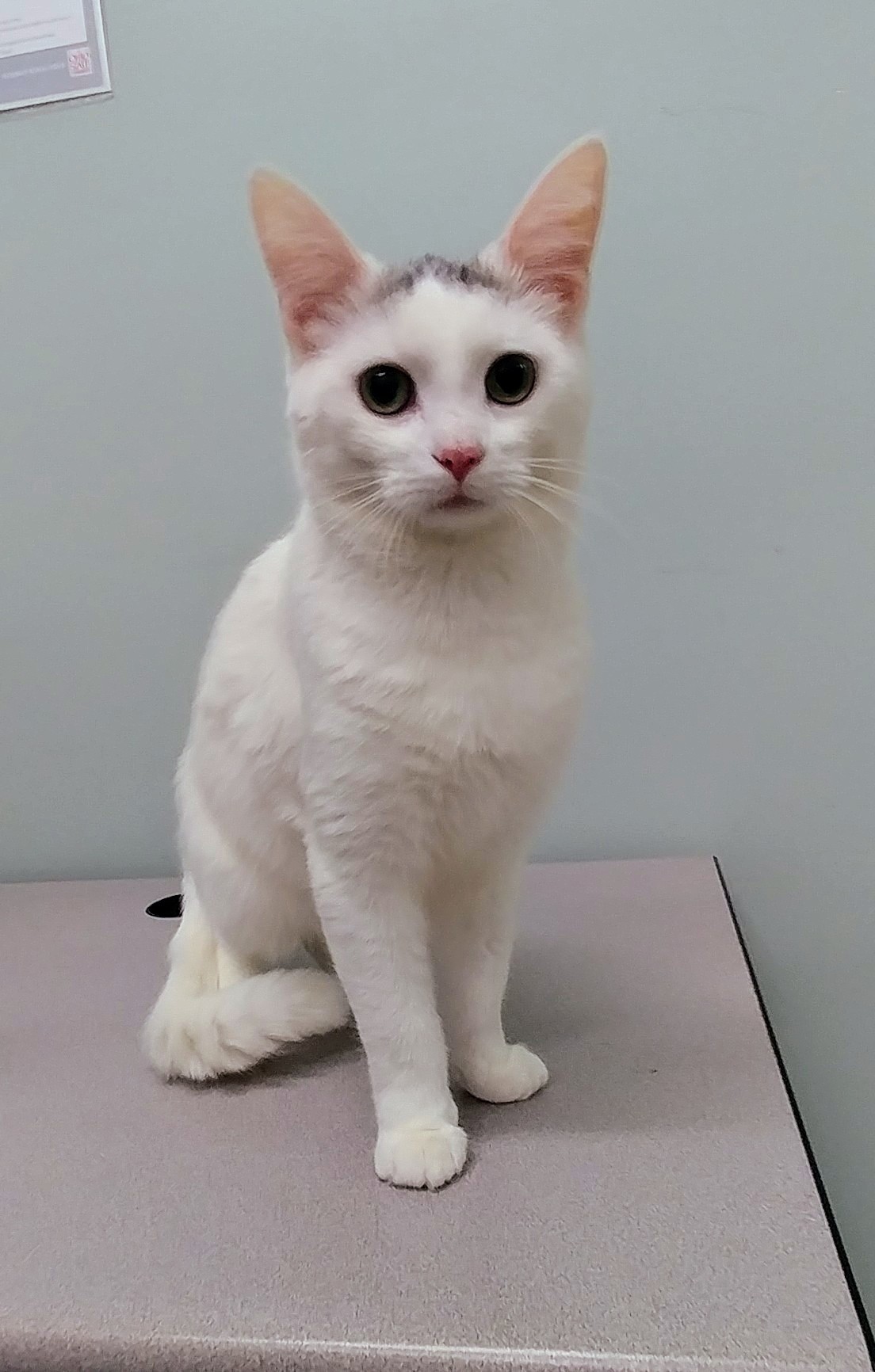 Nathaniel, an adoptable Domestic Short Hair in Mount Vernon, OH, 43050 | Photo Image 1