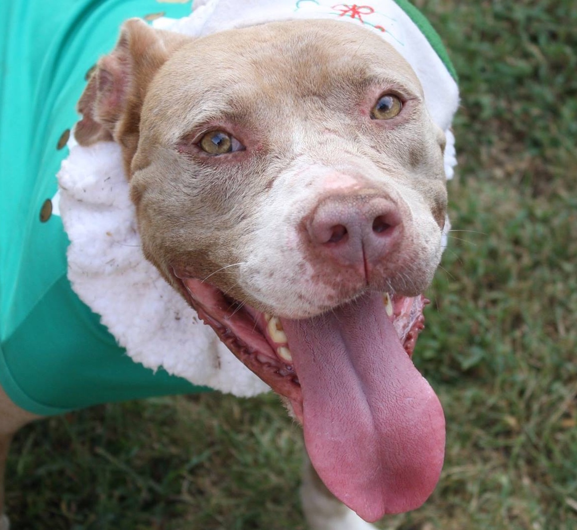 Ruby, an adoptable American Staffordshire Terrier, Mastiff in Columbus, MS, 39702 | Photo Image 2