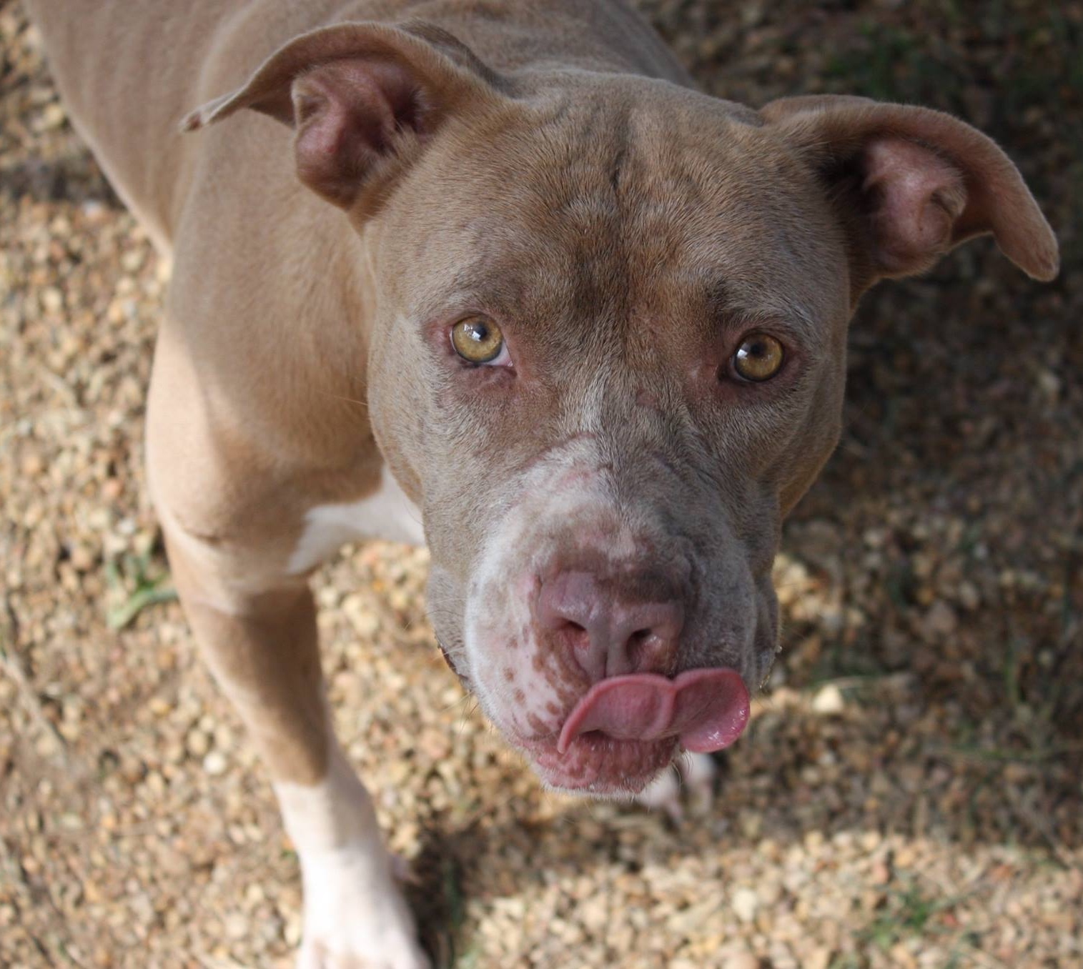 Ruby, an adoptable American Staffordshire Terrier, Mastiff in Columbus, MS, 39702 | Photo Image 3