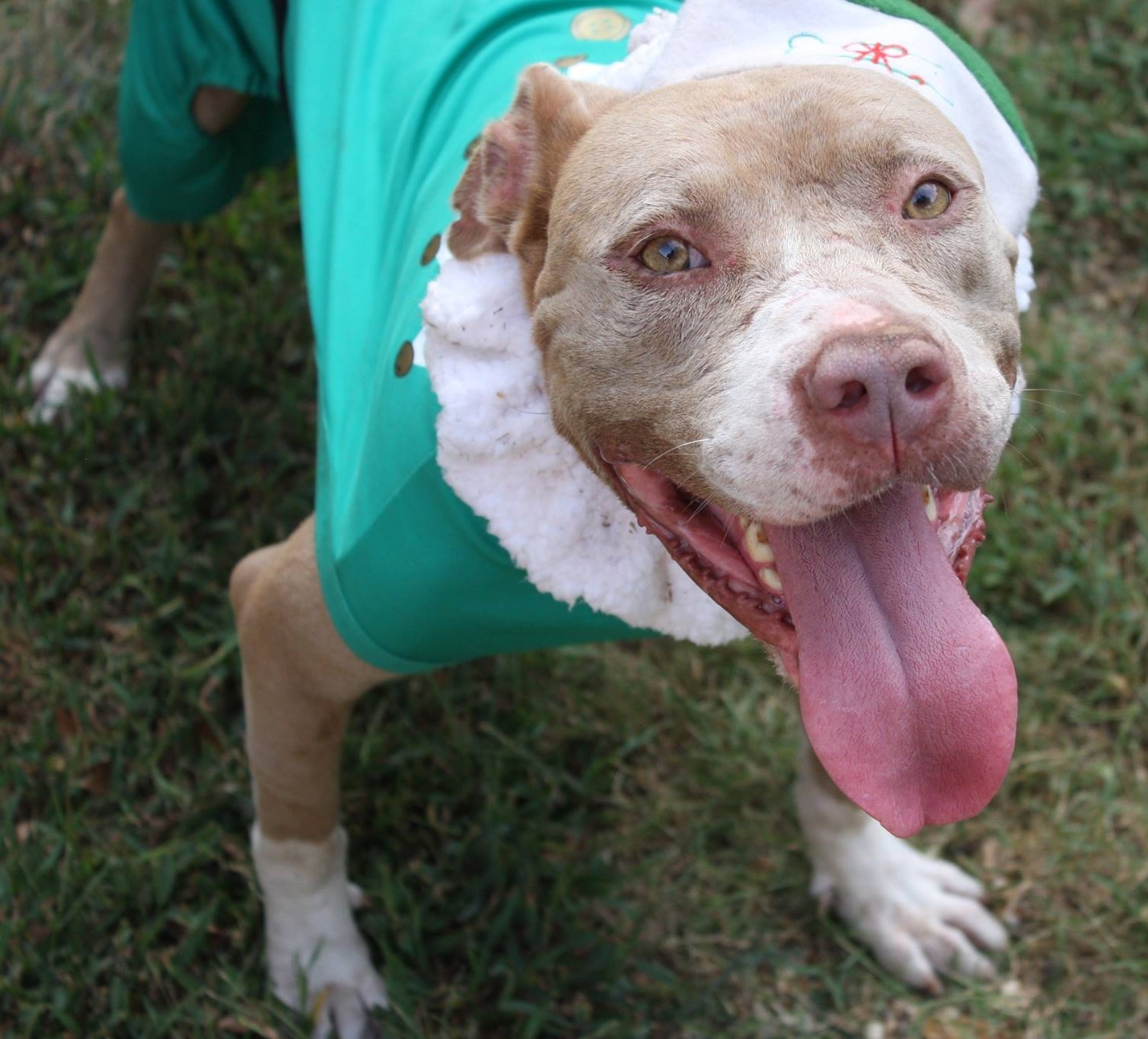 Ruby, an adoptable American Staffordshire Terrier, Mastiff in Columbus, MS, 39702 | Photo Image 5