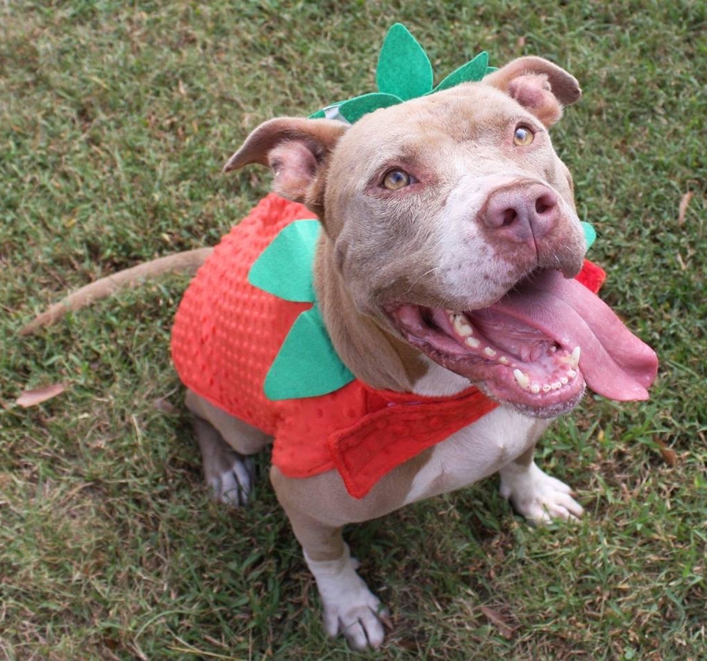 Ruby, an adoptable American Staffordshire Terrier, Mastiff in Columbus, MS, 39702 | Photo Image 1