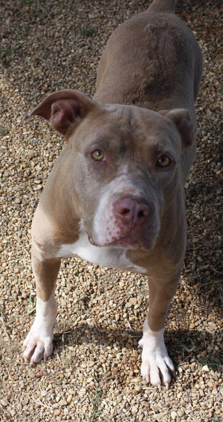 Ruby, an adoptable American Staffordshire Terrier, Mastiff in Columbus, MS, 39702 | Photo Image 6