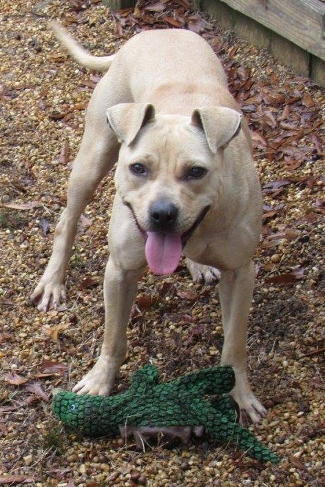 Akira, an adoptable Pit Bull Terrier in Columbus, MS, 39702 | Photo Image 1