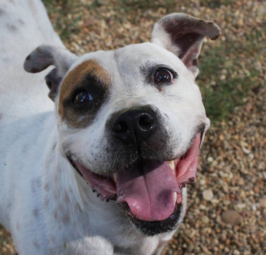 Tre, an adoptable Pit Bull Terrier in Columbus, MS, 39702 | Photo Image 1