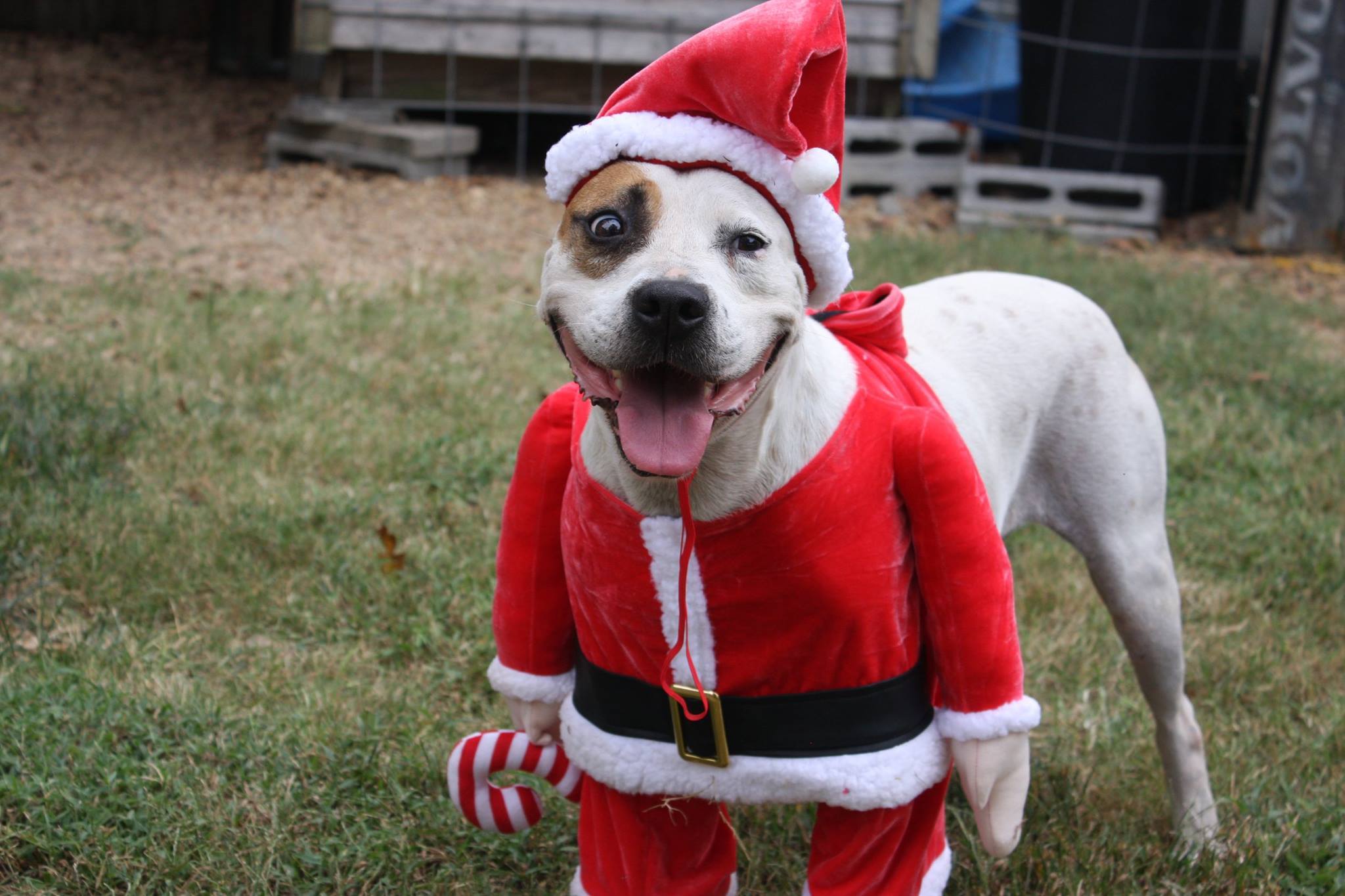 Tre, an adoptable Pit Bull Terrier in Columbus, MS, 39702 | Photo Image 2