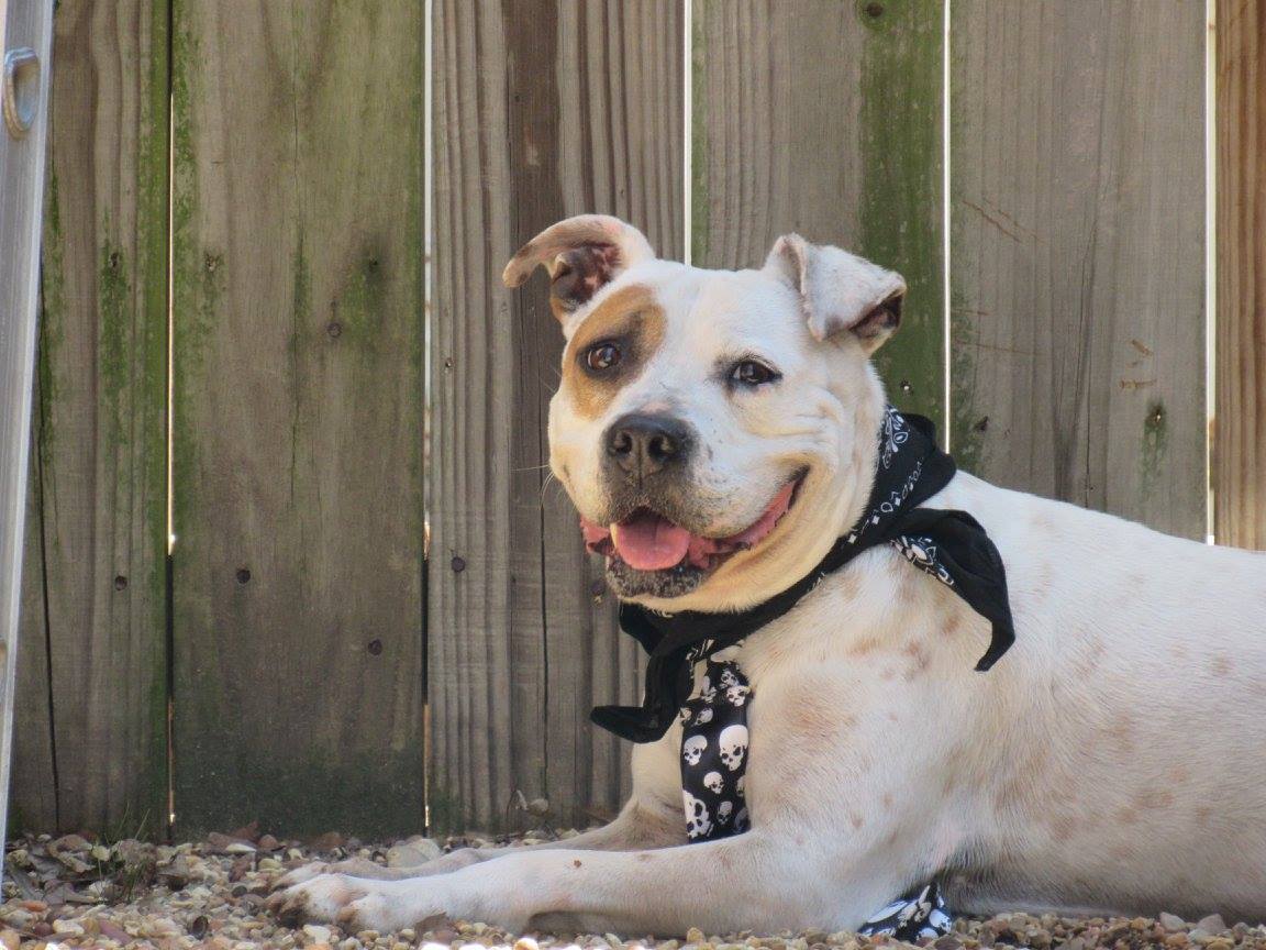 Tre, an adoptable Pit Bull Terrier in Columbus, MS, 39702 | Photo Image 3